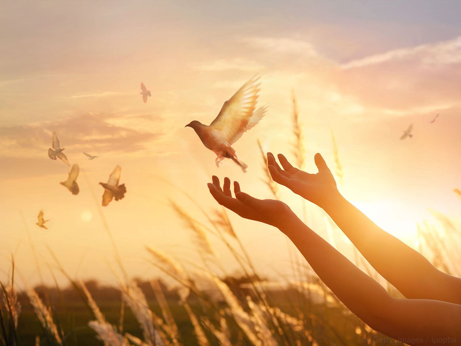 Andrea Aparecida Pazeto 